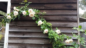 Garden rose