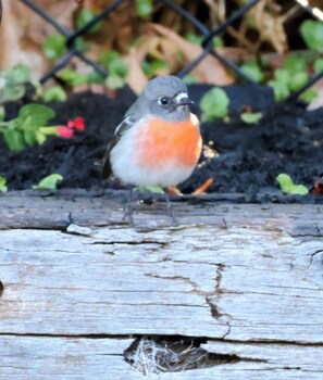 Robin Redbreasts are often seen in the garden