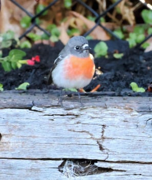 Robin Redbreasts are often seen in the garden