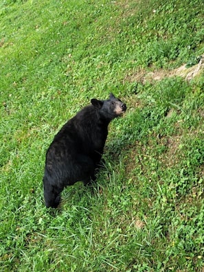 Animaux de compagnie acceptés