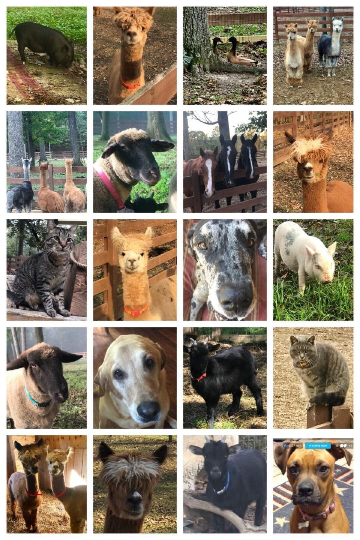 Heart of the Shenandoah Valley. Lots of animals, the beauty of the mountains!