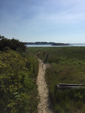 Path to beach
