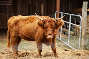Rita, one of our Scottish Highland cows