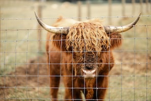 Mr. Snuffles, our Scottish Highland bull