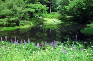 Lupines run wild near the pond, turtles and frogs