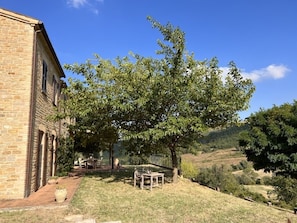 Front garden with mulberry tree
