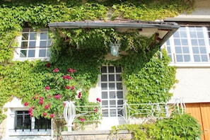 Virginia creeper and roses