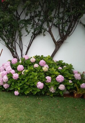 Hydrangeas in the front of the garden