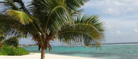 The beautiful Spotts beach near apartment  where you can swim with turtles 