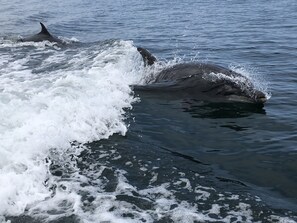 Dolphins off Beadnell Bay