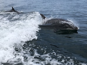 Dolphins off Beadnell Bay