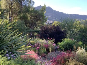 Early morning front garden