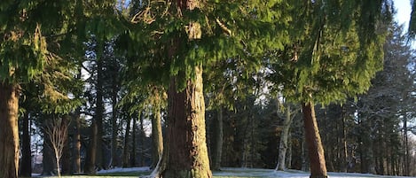 Old trees surround the cottages: oaks, beeches and firs.