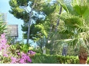 Exotic palm trees in front of villa