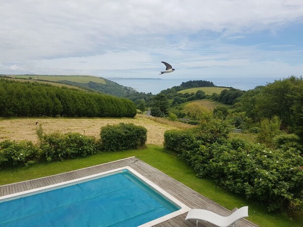 Resident housemartin  over pool