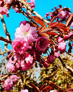 Spring at Cardeeth
Surrounded by mature lawns, orchard, fields, woodland 