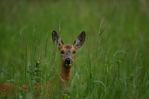 Female roe deer