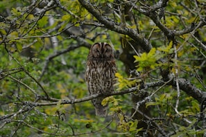 tawny owl