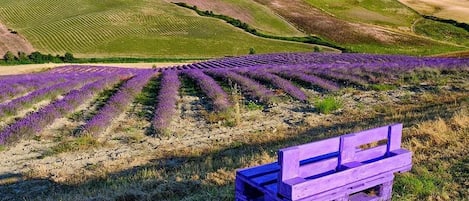 Il nostro campo di Lavanda. Periodo fioriture 15 giugno / 10 luglio circa