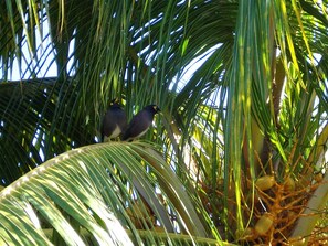 Joyful birds in the palm tree next to the terrace.