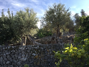 Olive trees on the upper terraces