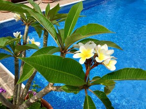 Pool area