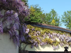 The lovely Wisteria in springtime.