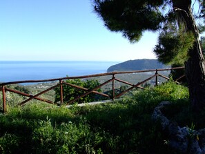 In the shadow of the aleppo pines