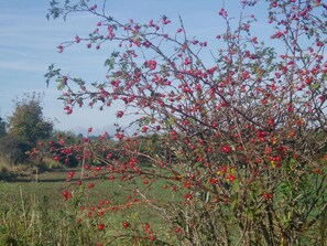 Autumn berries