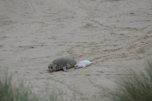 One of the many seal pups close to the cottage - (seal pup season - Nov to Feb)