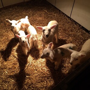 Visit us in March/April and you may get to meet the lambs!