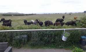 Looking to the sea over a field of cows