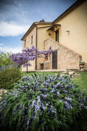 WISTERIA AND ROSEMARY IN THE GARDEN