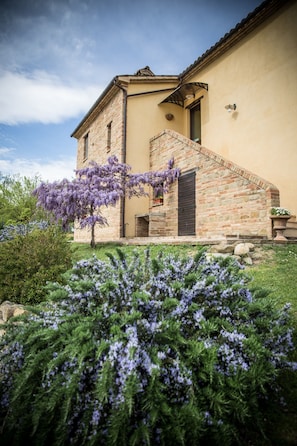 WISTERIA AND ROSEMARY IN THE GARDEN