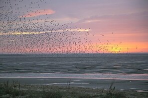 Seagrace, Heacham: Spectacular birdlife, cycling, walking, golfing and exploring right on the doorstep