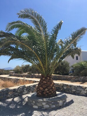 Our beautiful Palm at the front of the villa