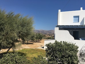 Our olive trees in the garden behind the villa and view to the mountains