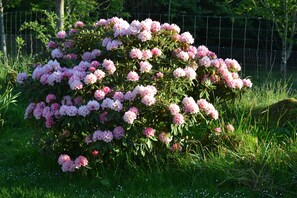 My 'Aloha' Rhododendron