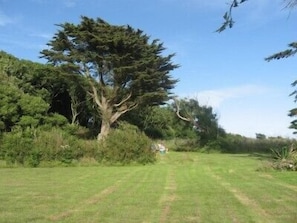 The garden