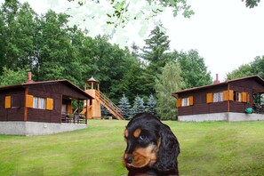 Thats Molly, the cheeky cocker spaniel
