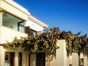 Grape Vines