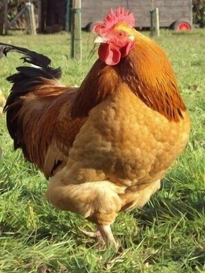 Buff Sussex cockerel