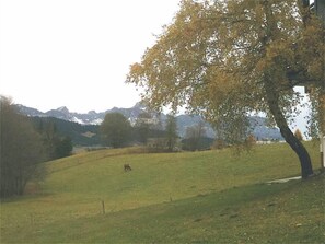 depuis l'arrière du chalet