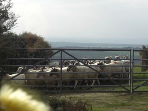 Rush hour at Bryn Goleu 🐑🐑