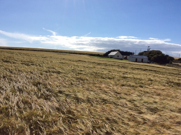 House looking west from the field