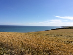 View of sea from the field