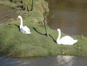 Swans on Carew Estuary