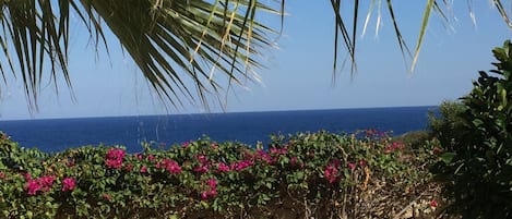View from garden