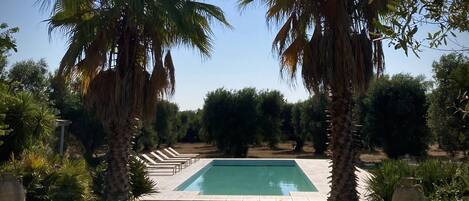 The pool in the Olive grove