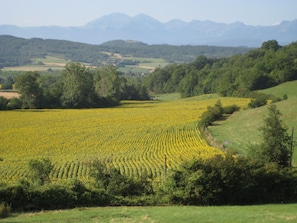 Sunflowers in the foreground with the majestic Pyrenees as a backdrop
